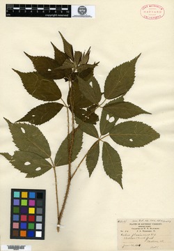 Rubus flavinanus image