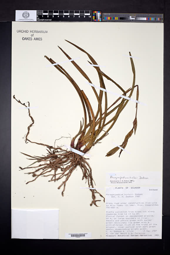 Phragmipedium hirtzii image