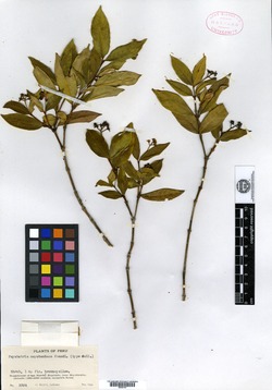 Psychotria moyobambana image