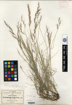 Muhlenbergia polycaulis image