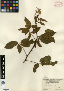 Rubus roseorum image