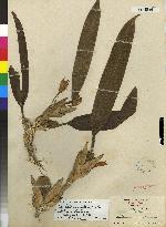Camaridium latifolium image