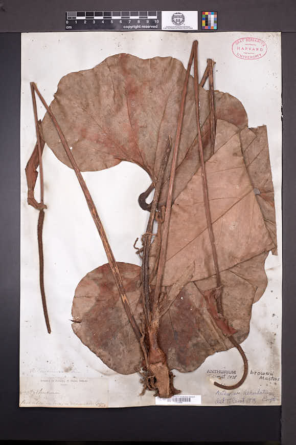 Anthurium brownii image