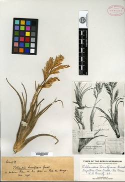 Tillandsia lorentziana image