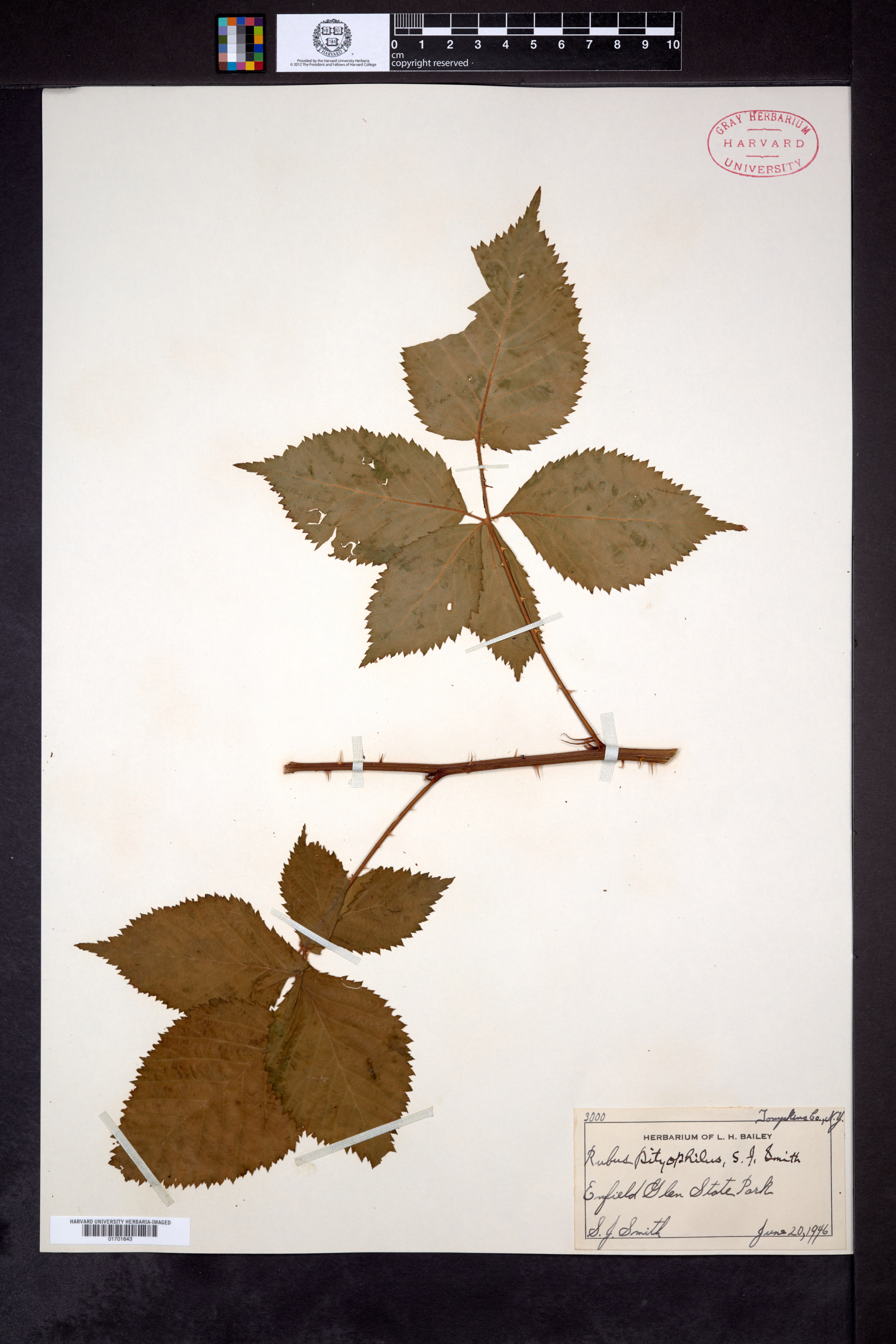 Rubus pityophilus image