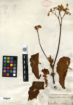Begonia tomentosa image
