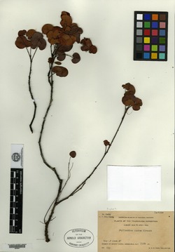 Phyllanthus duidae image