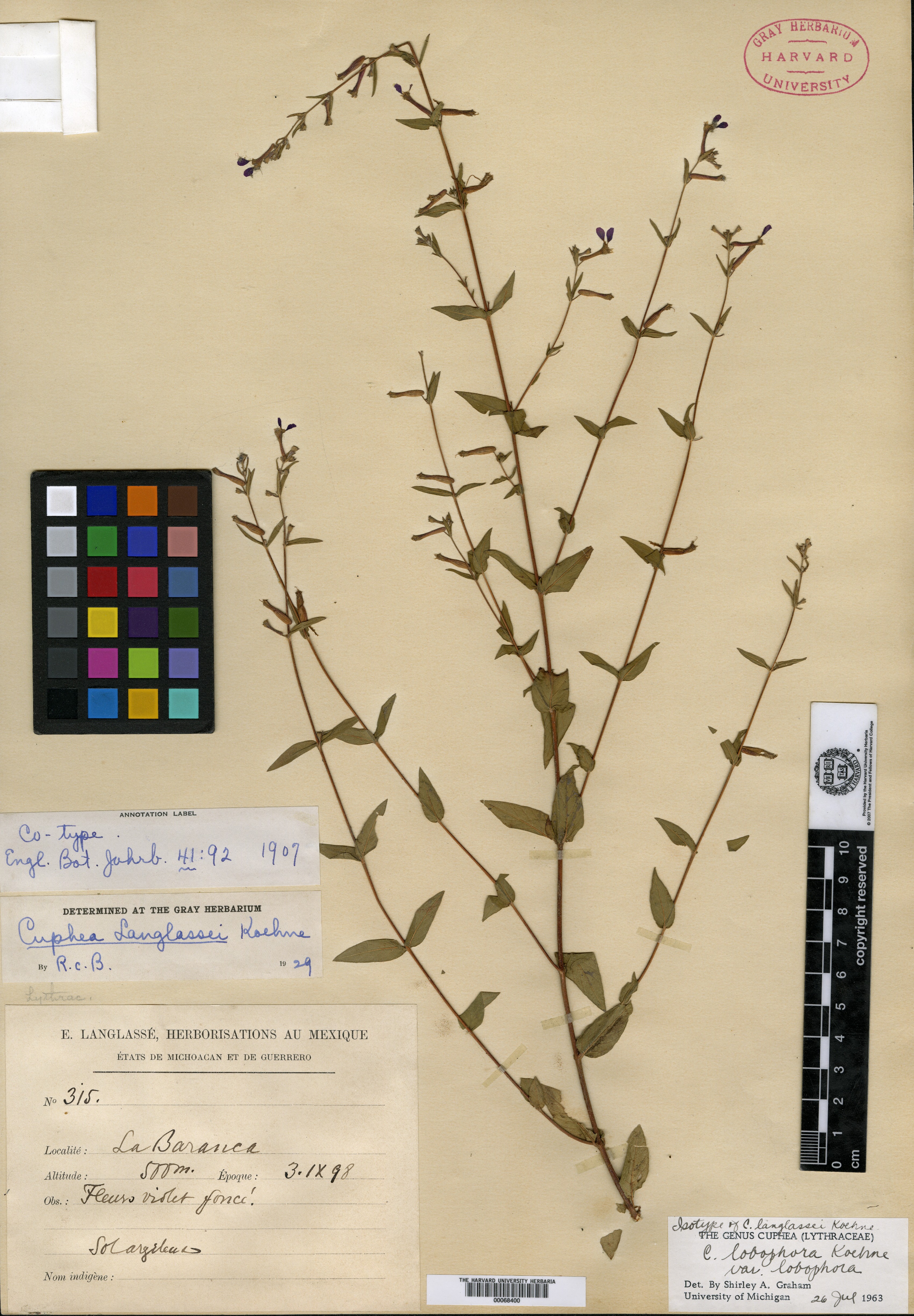 Cuphea lobophora var. occidentalis image