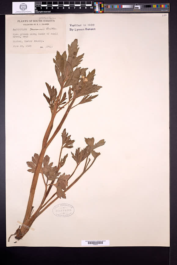 Ranunculus macounii image