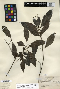Psychotria trivialis image