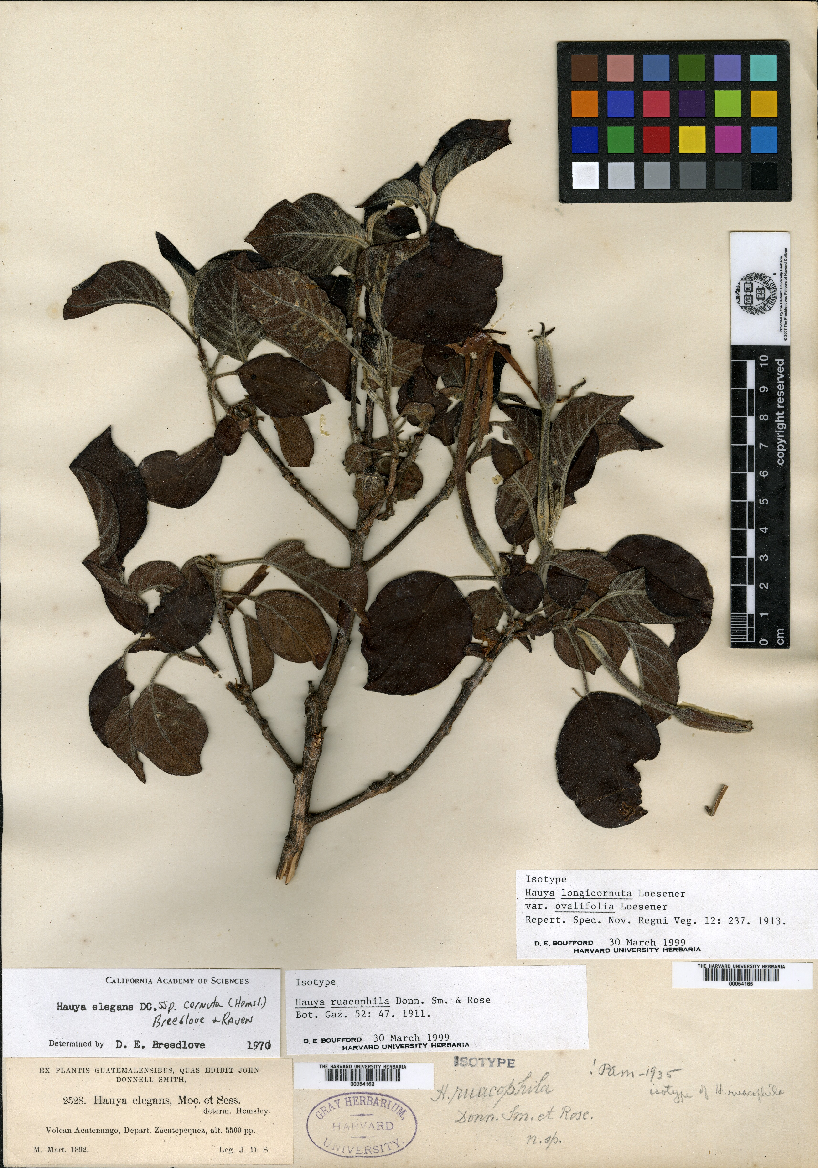 Hauya longicornuta var. ovalifolia image