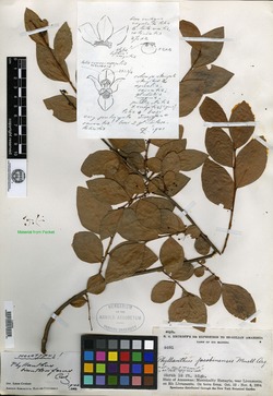 Phyllanthus biantherifer image