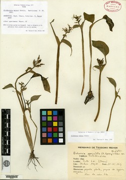 Eichhornia meyeri image