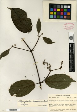 Stigmaphyllon herbaceum image