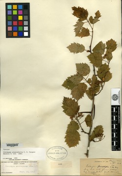 Crataegus glaucophylla image