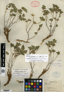 Psoralea rafaelensis var. magna image