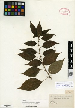 Pouzolzia occidentalis image
