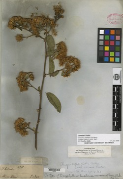 Dasyphyllum varians image