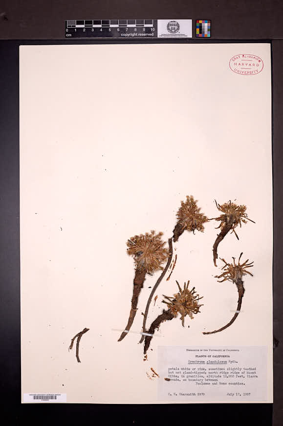 Lewisia pygmaea subsp. glandulosa image