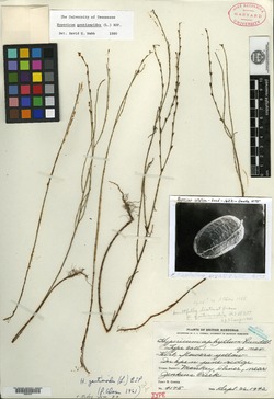 Hypericum aphyllum image