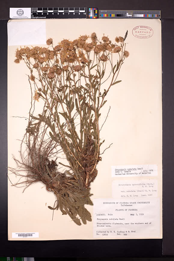 Chrysopsis subulata image