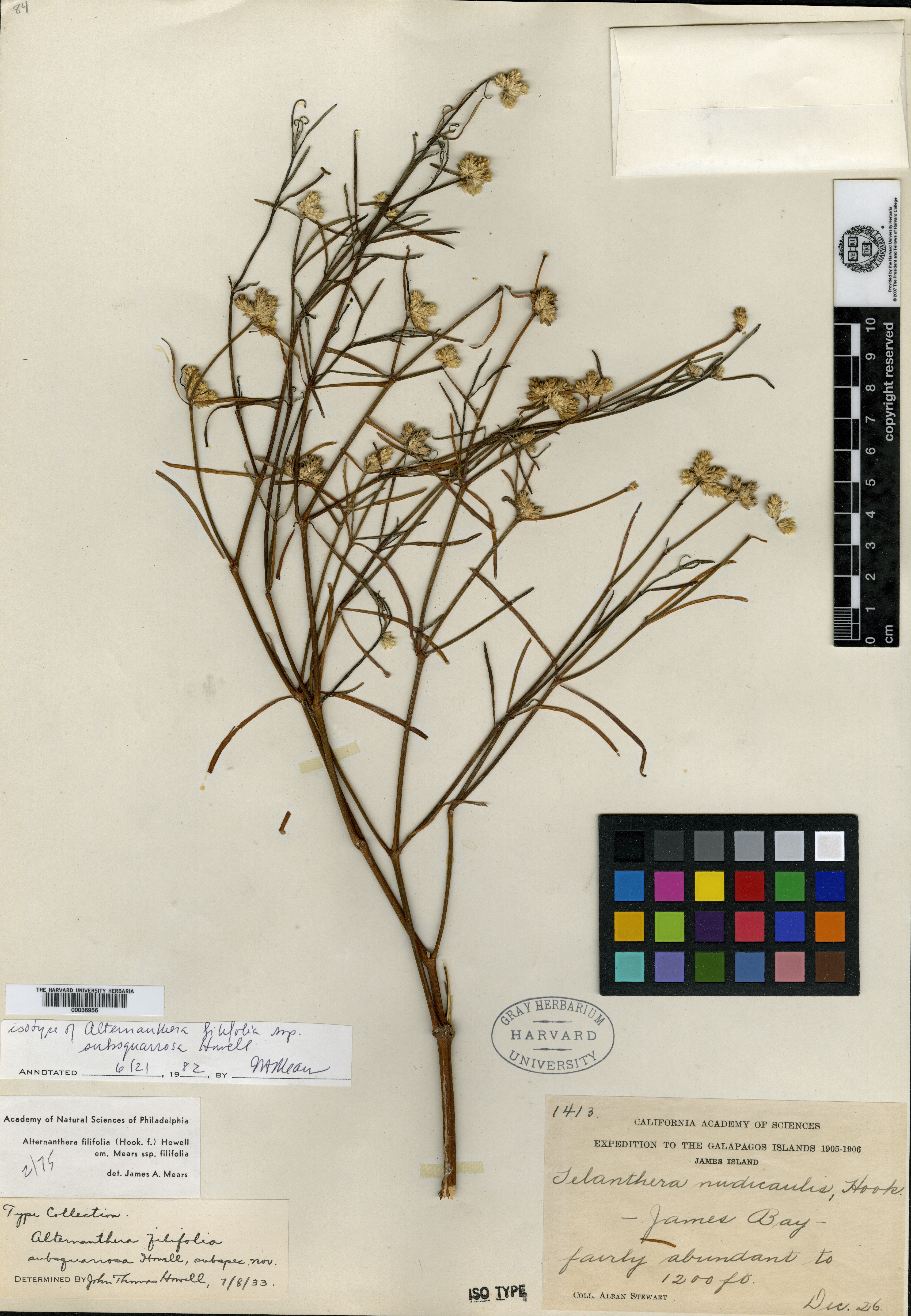 Alternanthera filifolia subsp. subsquarrosa image