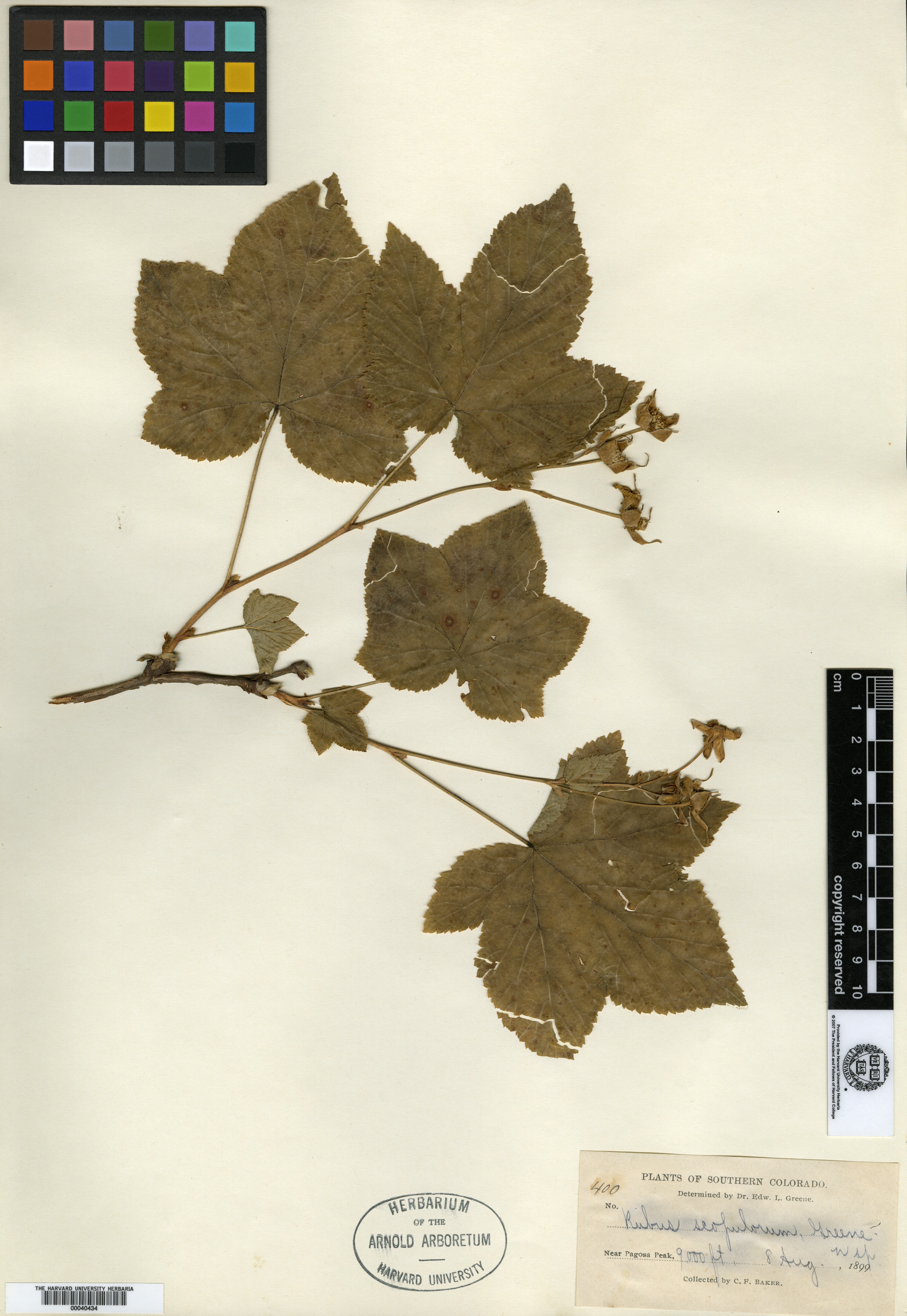 Rubus scopulorum image