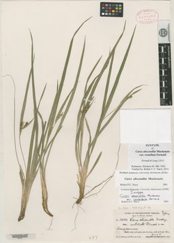 Carex abscondita var. rostellata image