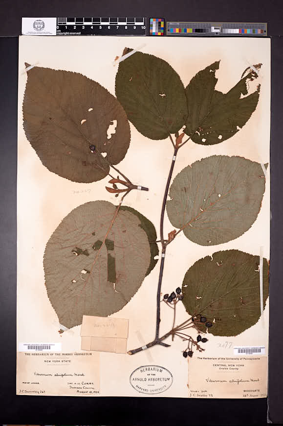 Viburnum lantanoides image