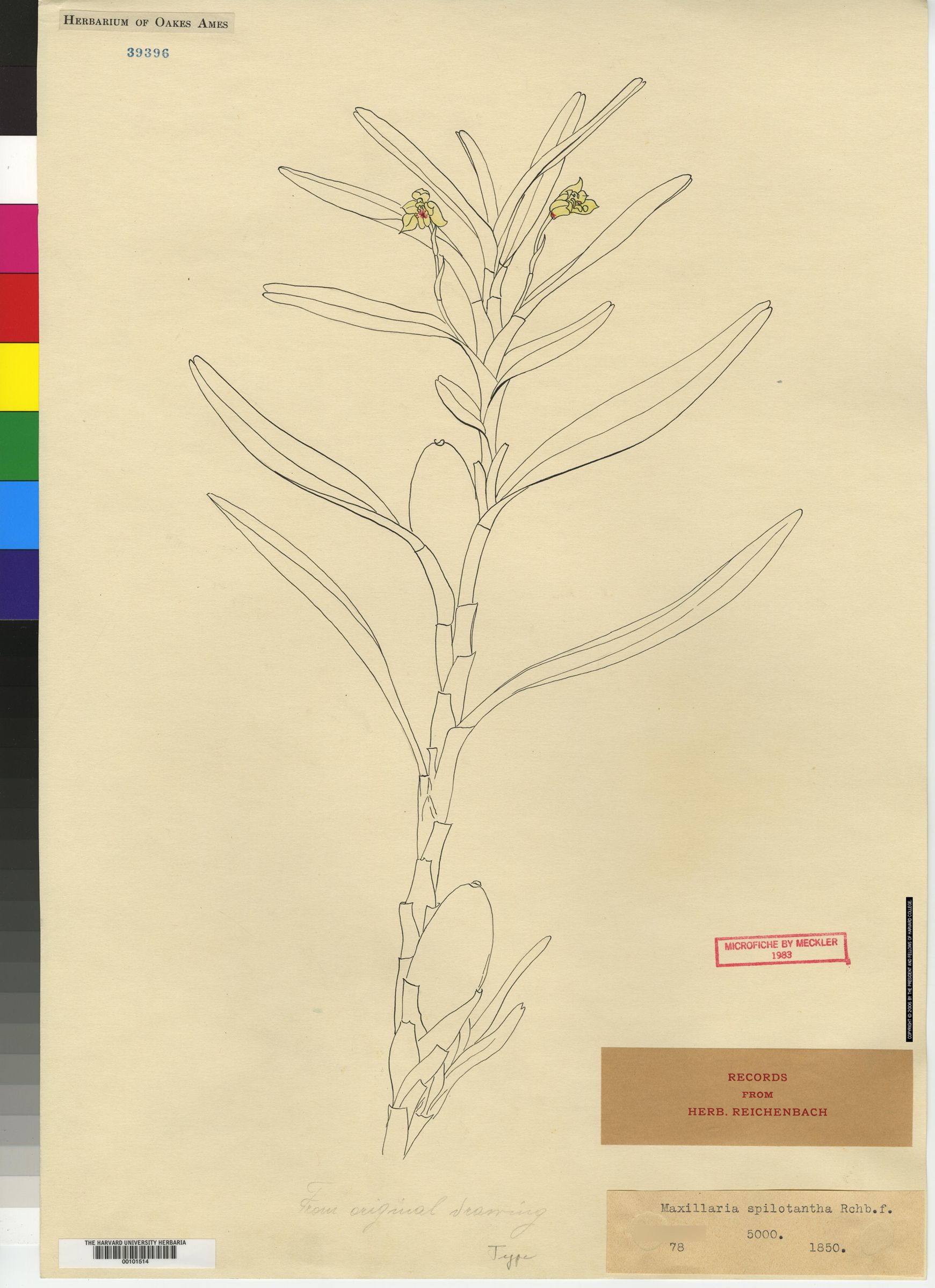 Maxillaria unicarinata image