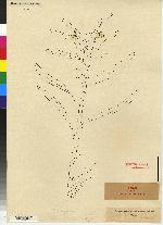 Maxillaria unicarinata image