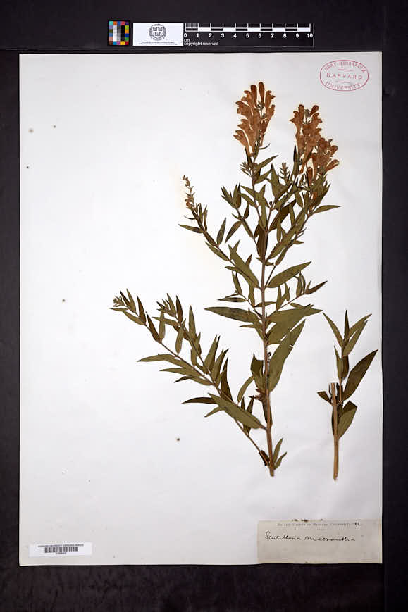 Scutellaria baicalensis image