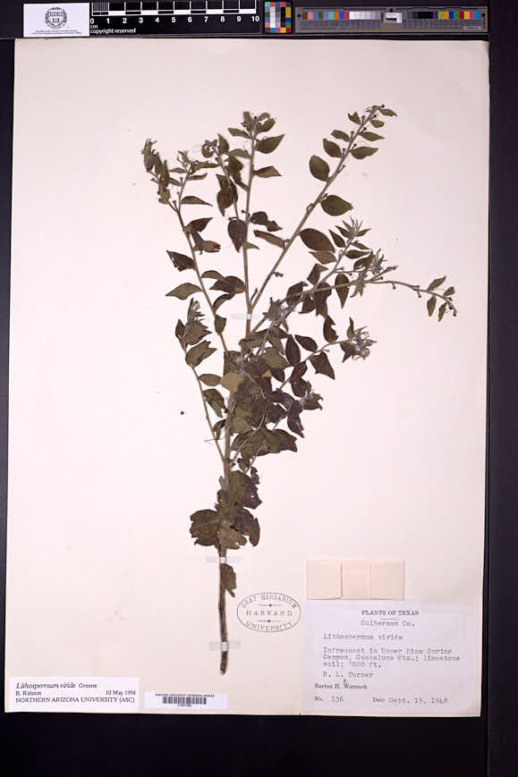 Lithospermum viride image