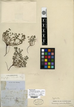 Eritrichium micranthum image