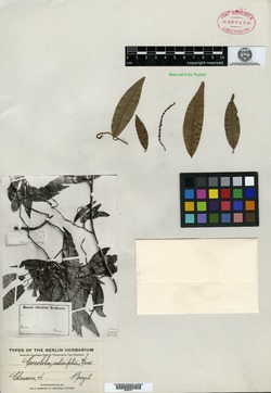 Coccoloba salicifolia image