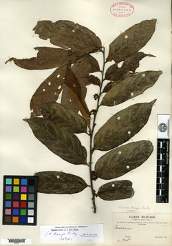 Casearia grewiifolia image