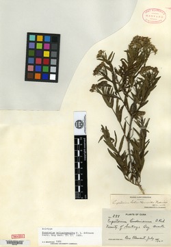 Koanophyllon helianthemoides image