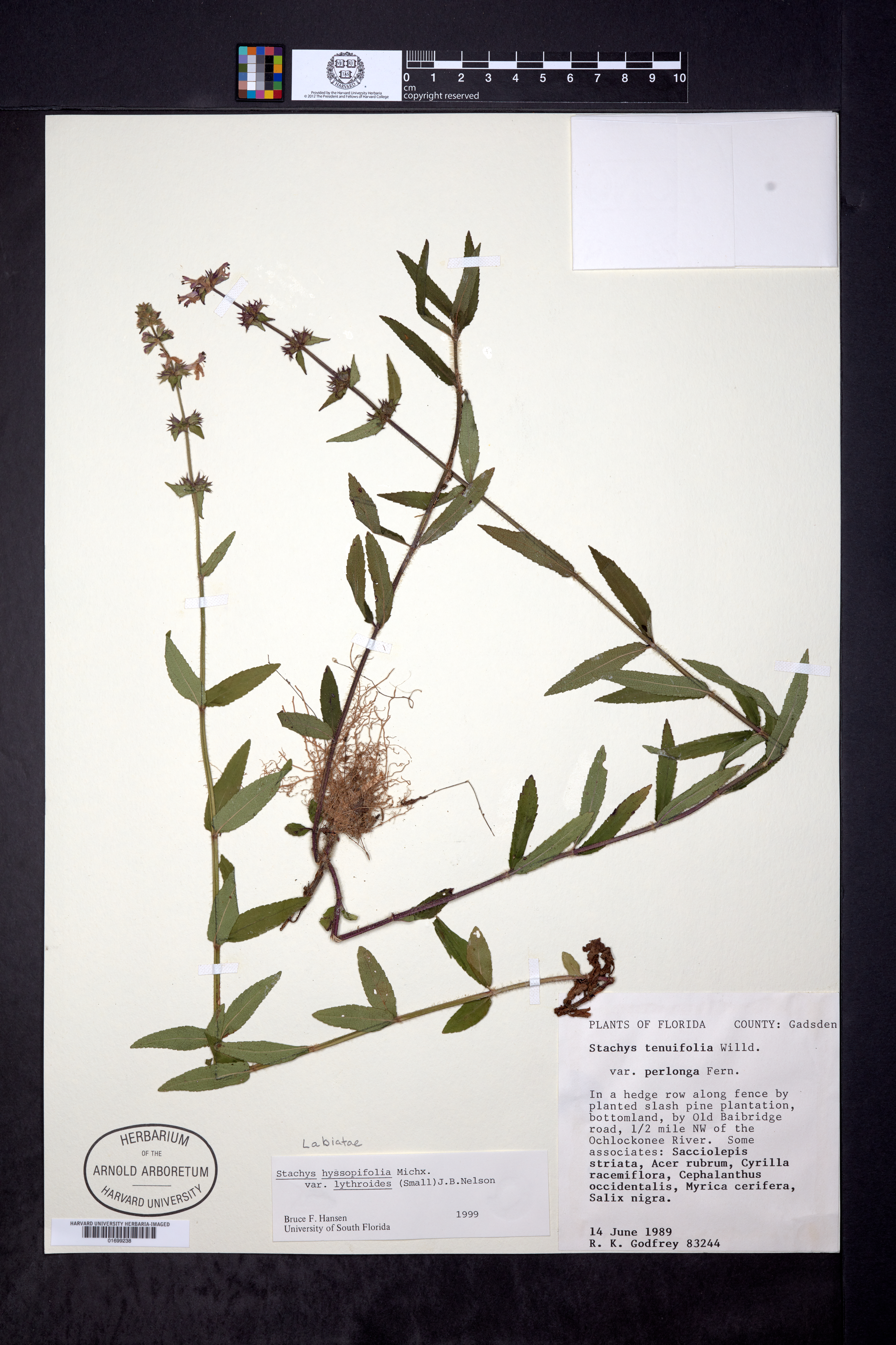 Stachys hyssopifolia var. lythroides image