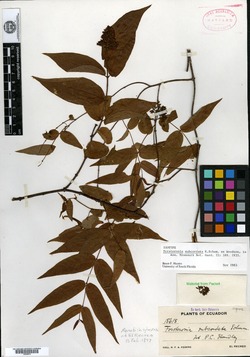 Forsteronia subcordata image