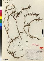 Pityphyllum pinoides image