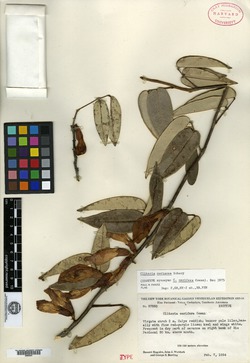 Clitoria laurifolia image