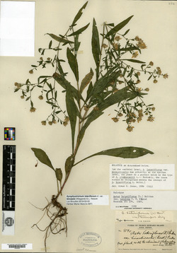 Symphyotrichum lateriflorum var. tenuipes image