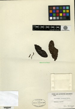 Coccoloba lucidula image