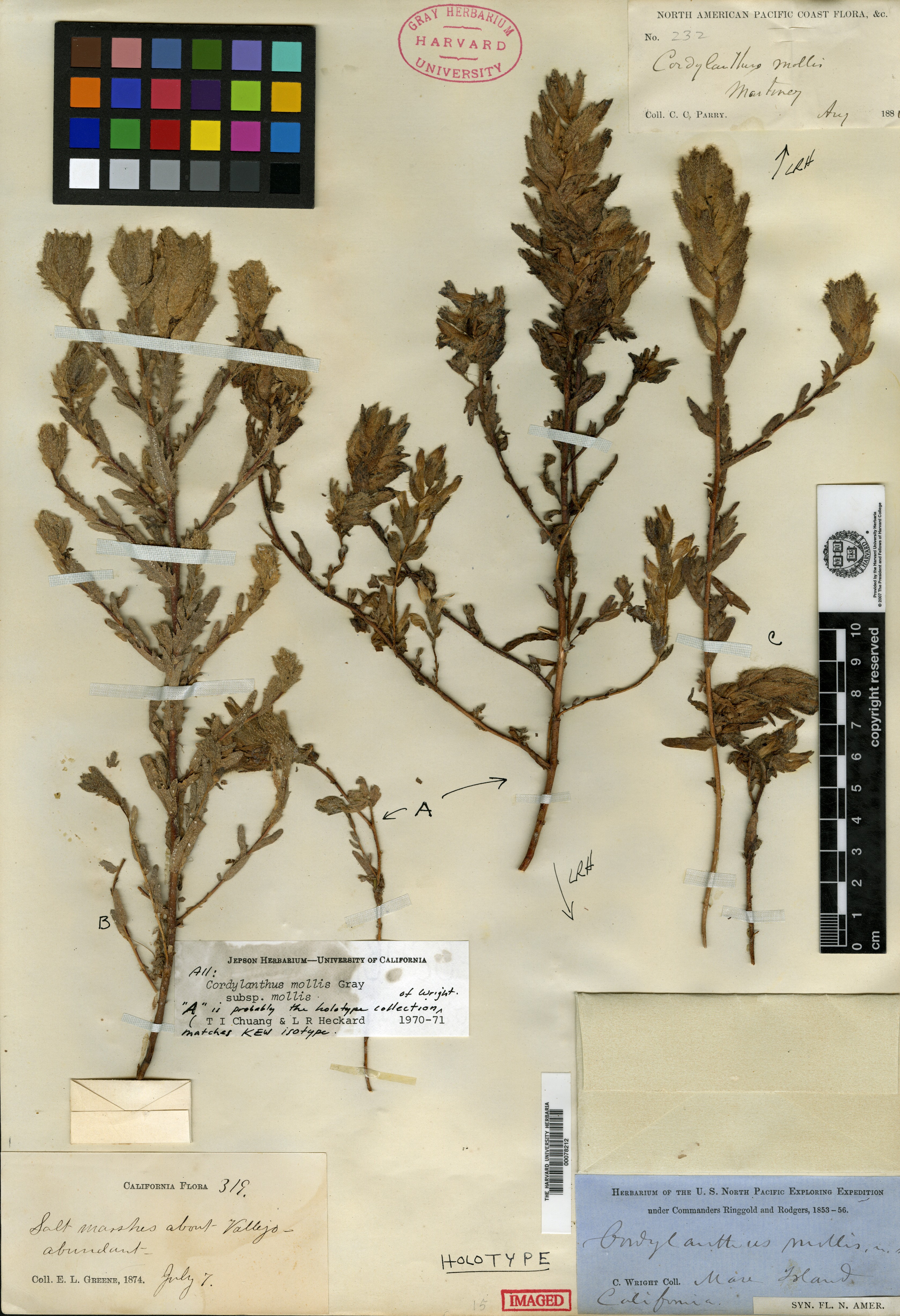 Cordylanthus mollis image