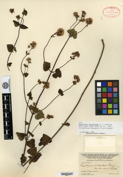Eupatorium iodotrichum image