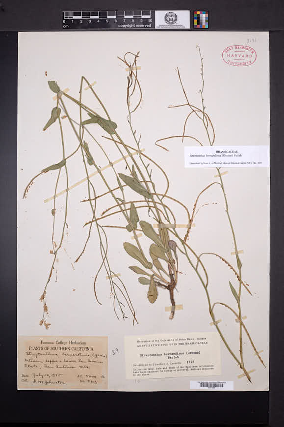 Streptanthus bernardinus image
