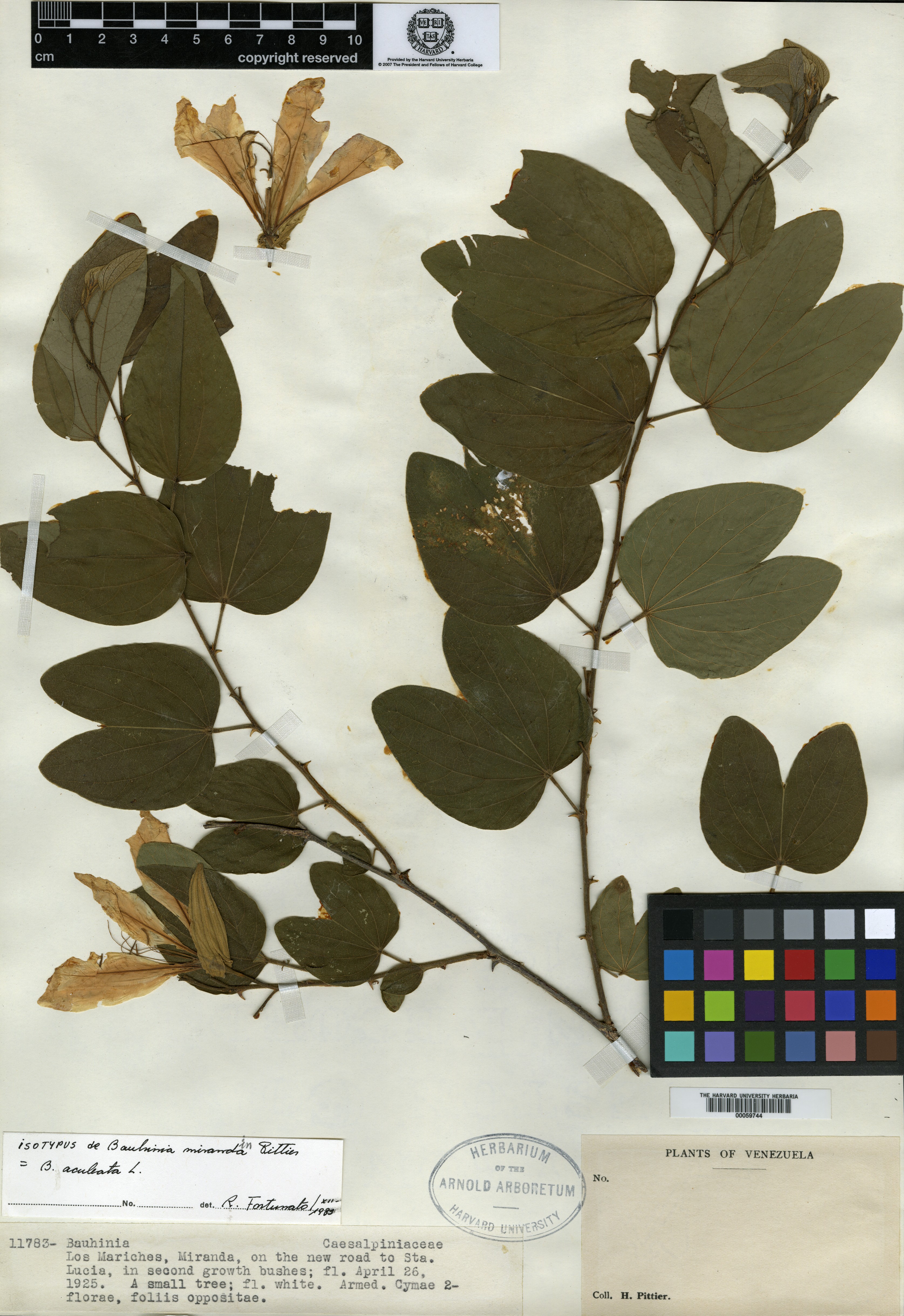 Bauhinia glauca subsp. pernervosa image