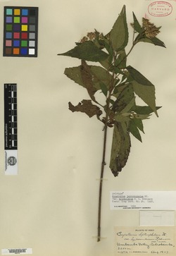 Chromolaena leptocephala image