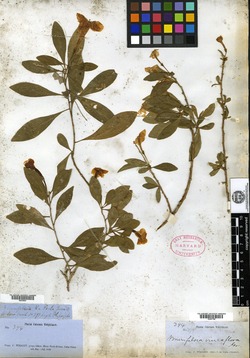 Brunfelsia cestroides image