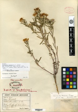 Townsendia texensis image